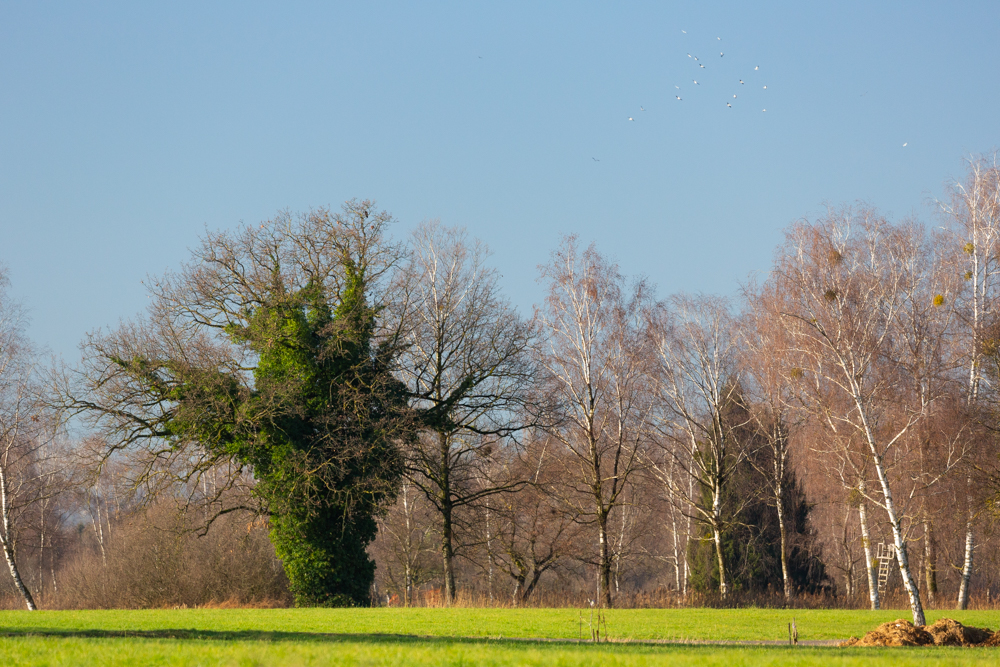 Lauteracherried im Jänner 21